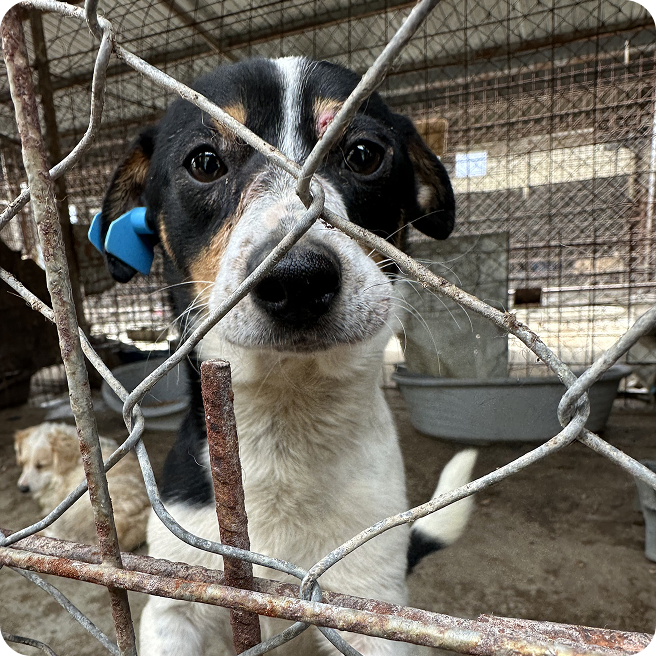 verletzter Hund in einem rumänischem Tierheim