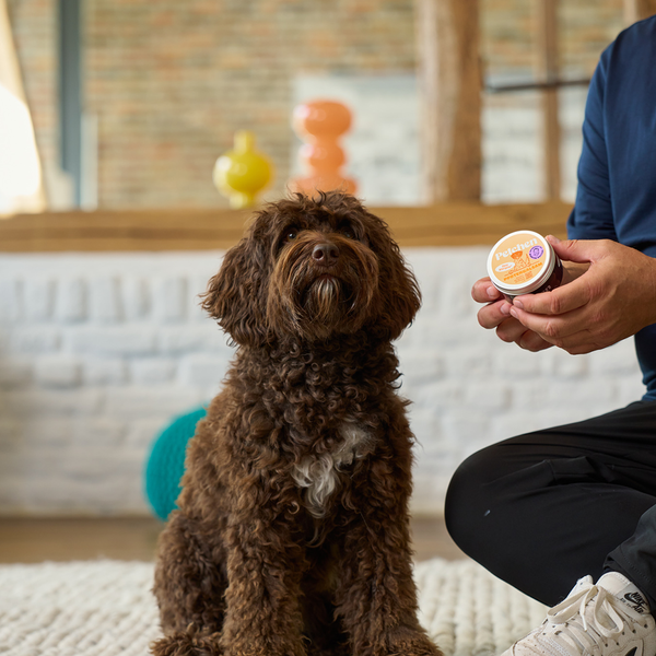 View Brauner Hund schaut in die Kamera und Petchen Pfotenbalsam wird gezeigt - Image 3